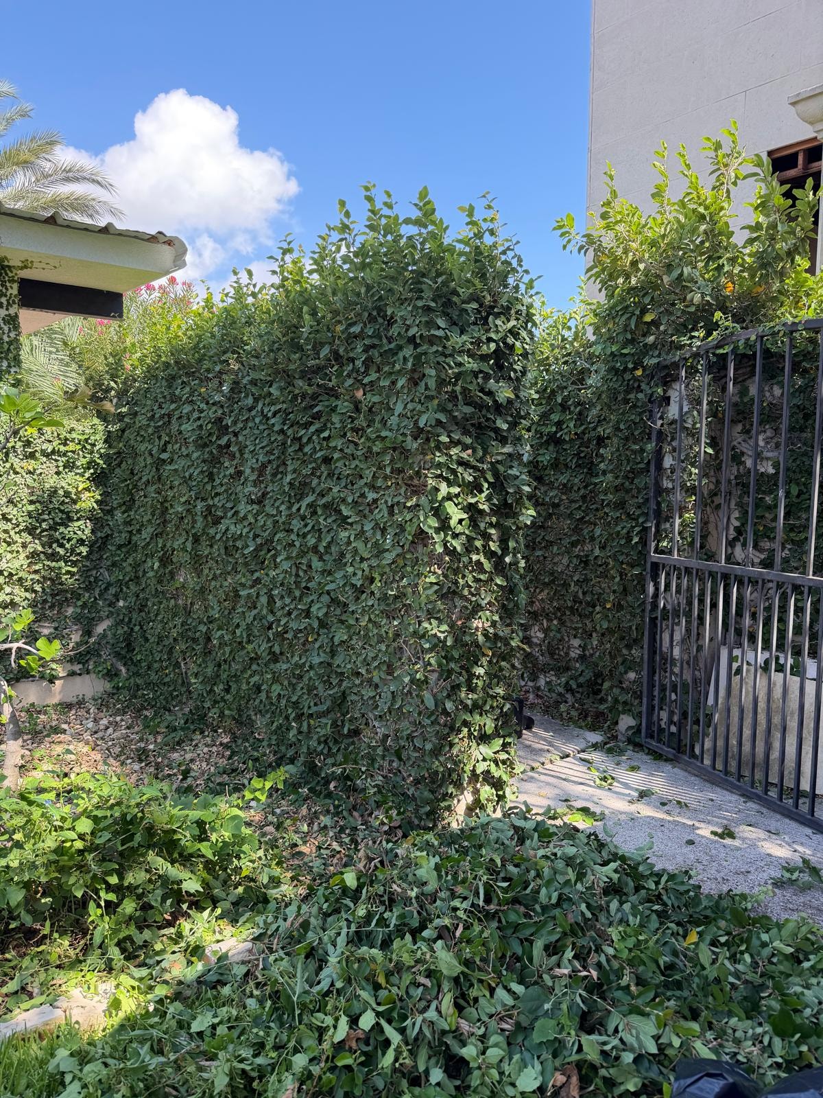 Overgrown Hedge Trimming